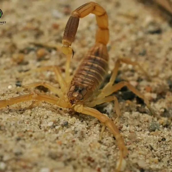 عقرب فلسطين