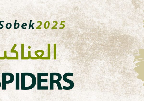 العناكب
