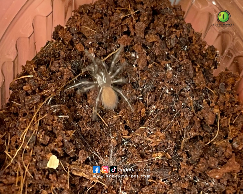 Socotra Island Blue Baboon Tarantula 0.5 cm