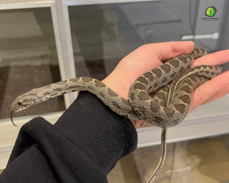 ثعبان الأرقم البيتى