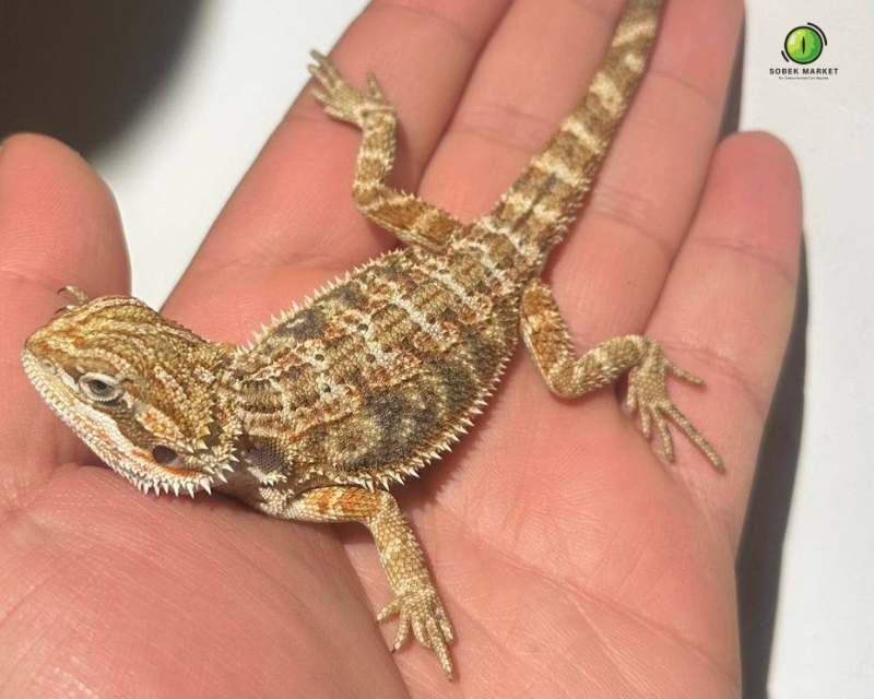 Hypo bearded dragon