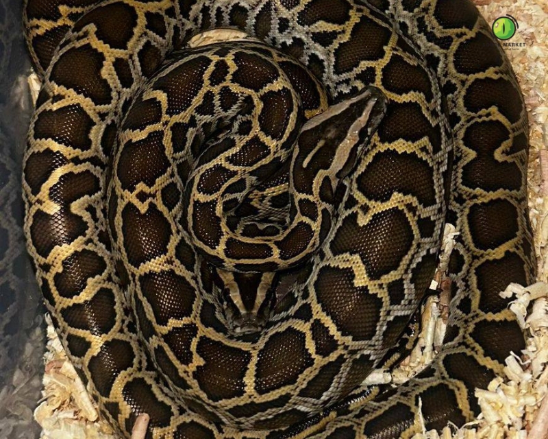 Baby Burmese Python