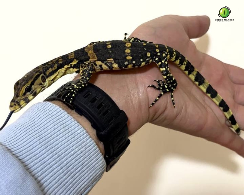Baby Asian Water Monitor