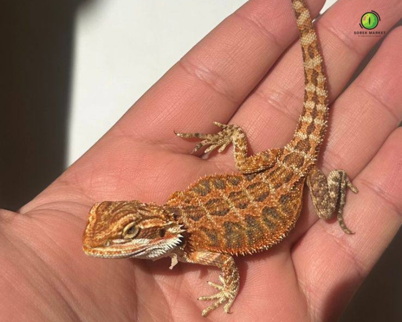 Hypo Red bearded dragon