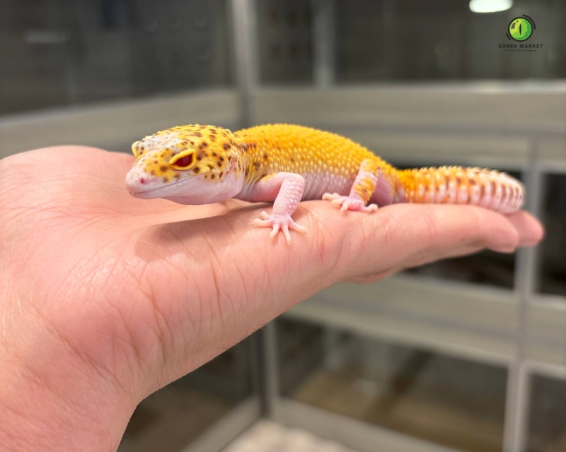 Albino -P Leopared Gecko