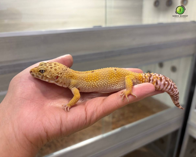 Adult Hypo Leopared Gecko
