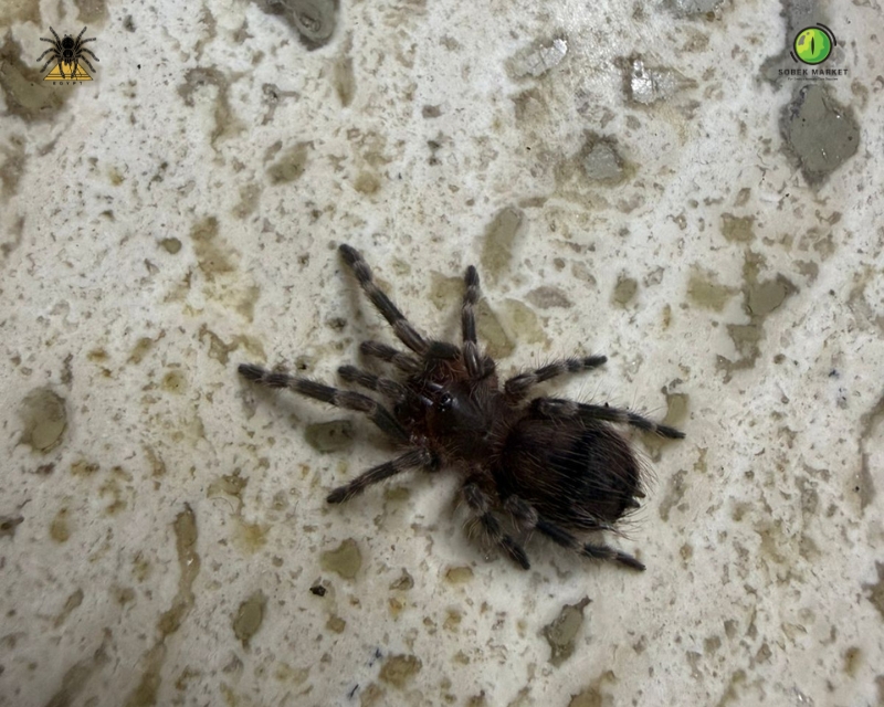 Brazilian Whiteknee Tarantula sling 1.5 cm