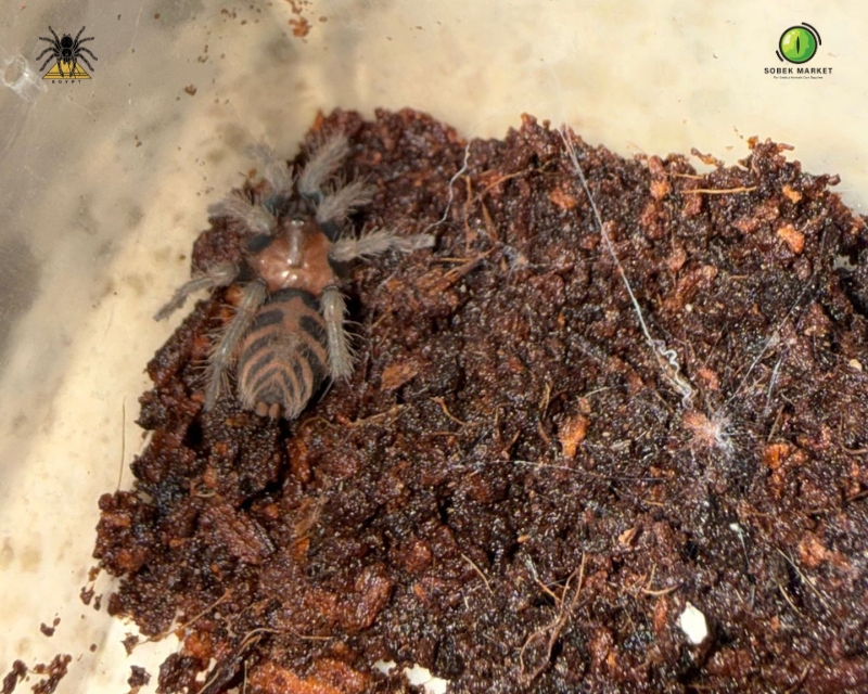Guatemalan Tiger Rump Tarantula sling (2)