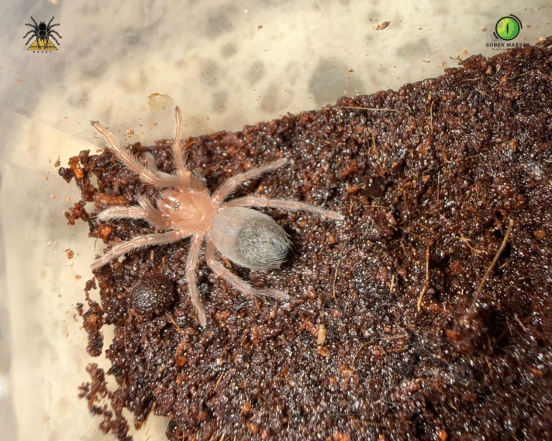 Mexican Golden Red Rump Tarantula (2)
