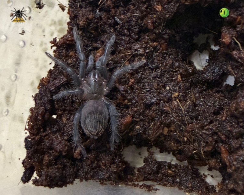 Mexican Red Rump Tarantula sling (2)
