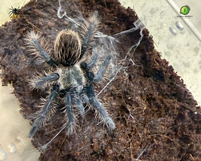Nicaraguan Curly Hair Tarantula 3cm