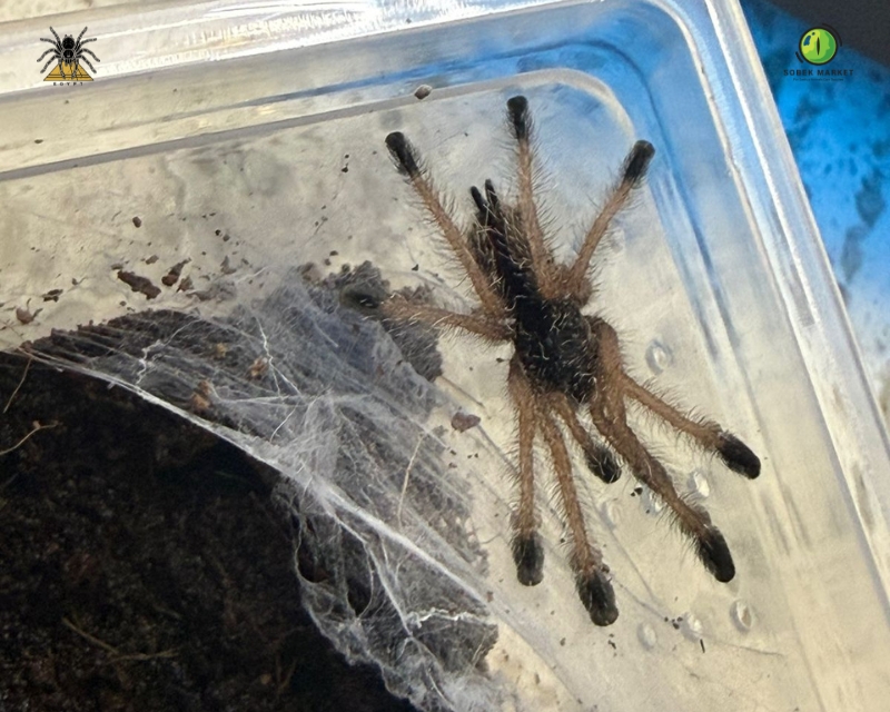 Peruvian Purple Pinktoe (2)